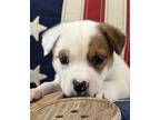 Matty Parson Russell Terrier Puppy Male