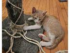 Sam Domestic Shorthair Kitten Male