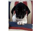 Julian Beagle Puppy Male