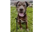 Ranni Shar Pei Adult Female