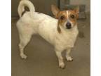 Boss (Bonded w/Cinnamon) Jack Russell Terrier Adult Male
