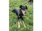 Ike Doberman Pinscher Senior Male