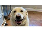 Banzai Great Pyrenees Adult Male