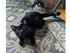 Poe Domestic Shorthair Young Male