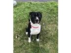 Domino American Pit Bull Terrier Adult Male