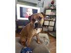 Abigail Boxer Adult Female
