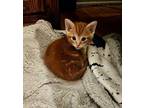 Tig Domestic Shorthair Kitten Male