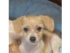 Bona Parson Russell Terrier Puppy Female