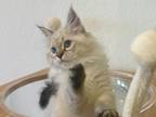 Litter E Kittens Available