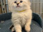 Litter E Girl Kittens Available