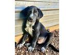 Zlock Labrador Retriever Puppy Male