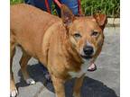 Missy Golden Retriever Adult Female