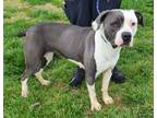 Lexie HW(-) Cane Corso Young Female