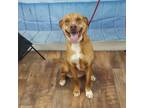 Toffee Labrador Retriever Adult Female