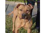 Georgia Black Mouth Cur Young Female