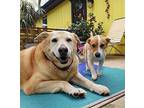 Queenie Retriever (Unknown Type) Adult Female