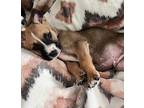 Loki Jack Russell Terrier Puppy Male