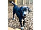 Zamp Labrador Retriever Puppy Female