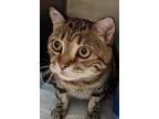KIT KAT American Shorthair Young Female