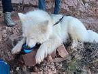 Samantha Samoyed Adult Female