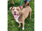 Jarvis (HW-) American Pit Bull Terrier Adult Male