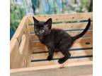 Dougal Domestic Longhair Kitten Male