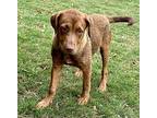 SARA Vizsla Puppy Female