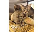Chirp Domestic Shorthair Kitten Male