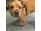 Eddie American Staffordshire Terrier Senior Male