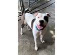 Romeo American Pit Bull Terrier Adult Male