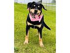 Mavis Hound (Unknown Type) Young Female
