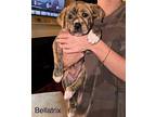 Bellatrix Hound (Unknown Type) Young Female