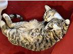 Phoebe Domestic Shorthair Adult Female