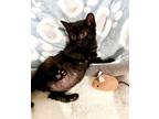 Rook Domestic Shorthair Kitten Female