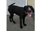 Bacon Mixed Breed (Large) Puppy Male