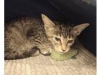 Squeek Domestic Shorthair Kitten Female
