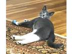 KITTENS PRINCESS FIREFLY & PRINCE DRAGONFLY Russian Blue Young Female