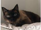 Mocha Siamese Adult Female
