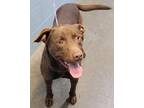 Big Ben (HW++) Labrador Retriever Adult Male