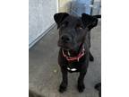 Cain Mixed Breed (Medium) Puppy Male