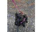 Grace Catahoula Leopard Dog Puppy Female
