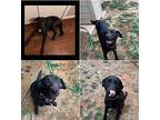 Amaya Labrador Retriever Adult Female