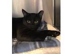 Whiskey Domestic Shorthair Young Male