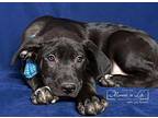 Smokey Robinson Mixed Breed (Medium) Puppy Male