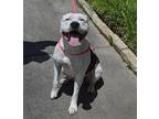Hailey American Bulldog Young Female
