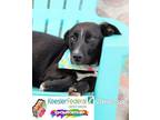 Adopt Vanessa a McNab