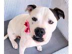 Adopt DAISY a Boxer, Mixed Breed