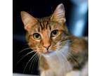 Adopt Mama Cloud a Domestic Short Hair, Abyssinian