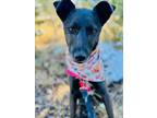 Adopt SHELBY a Australian Cattle Dog / Blue Heeler, Husky