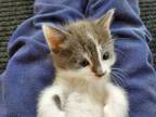 Adopt Ellie (Adoptable w/ her bonded sister Abby) a Domestic Short Hair